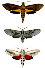 Moth Drawings 6