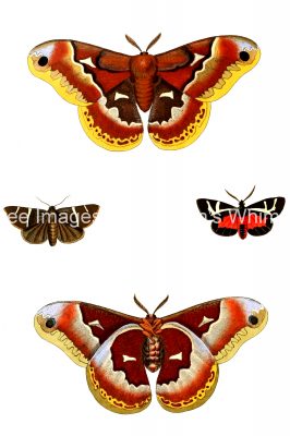 Moth Drawings 10