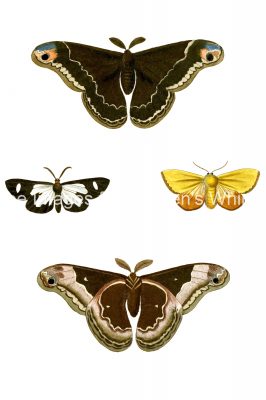 Moth Drawings 11
