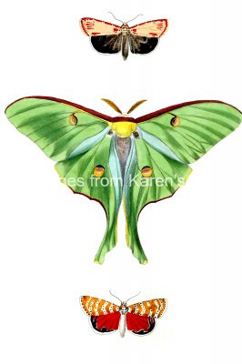 Moth Drawings 14