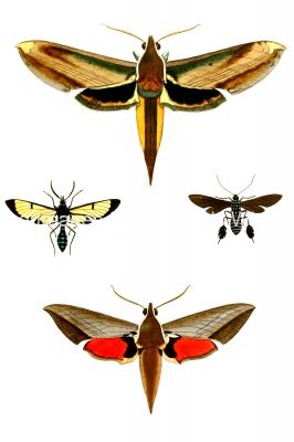 Moth Drawings 15