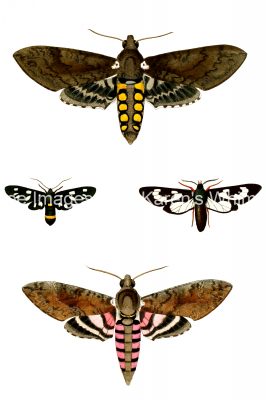 Moth Drawings 7