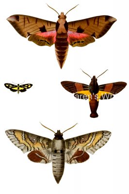 Moth Drawings 9