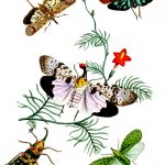 Types Of Moths 1