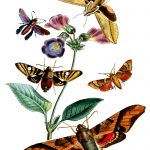 Types Of Moths 2