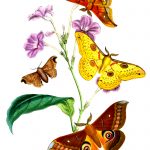 Types Of Moths 3