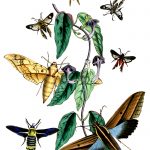 Types Of Moths 5