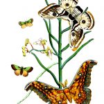 Types Of Moths 9