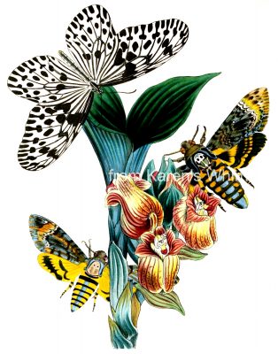 Types Of Moths 10