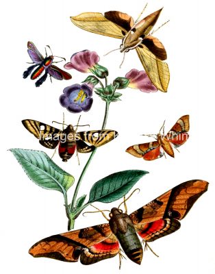 Types Of Moths 2
