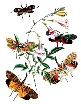 Types Of Moths 6