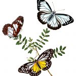 Drawings Of Butterflies On Flowers 1