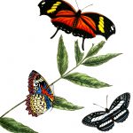 Drawings Of Butterflies On Flowers 10