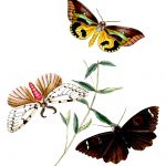 Drawings Of Butterflies On Flowers 11