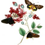 Drawings Of Butterflies On Flowers 12