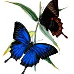 Drawings Of Butterflies On Flowers 13