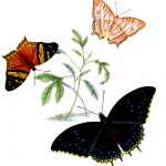 Drawings Of Butterflies On Flowers 14