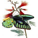 Drawings Of Butterflies On Flowers 15