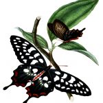 Drawings Of Butterflies On Flowers 16