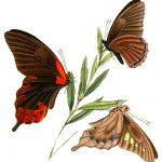 Drawings Of Butterflies On Flowers 17