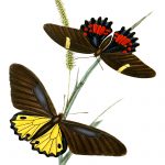 Drawings Of Butterflies On Flowers 19