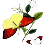 Drawings Of Butterflies On Flowers 2