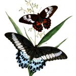Drawings Of Butterflies On Flowers 20