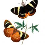 Drawings Of Butterflies On Flowers 21