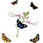 Drawings Of Butterflies On Flowers 23