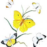 Drawings of Butterflies on Flowers 3
