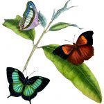 Drawings Of Butterflies On Flowers 4