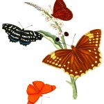 Drawings Of Butterflies On Flowers 5