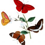 Drawings Of Butterflies On Flowers 7