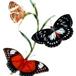 Drawings Of Butterflies On Flowers 9