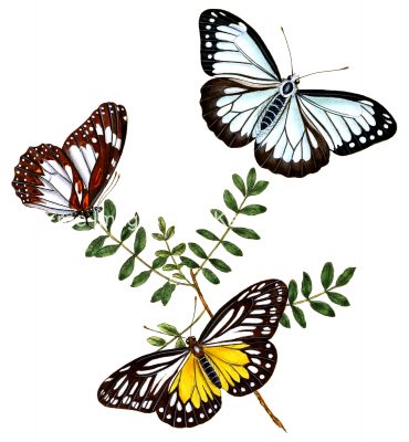 Drawings Of Butterflies On Flowers 1