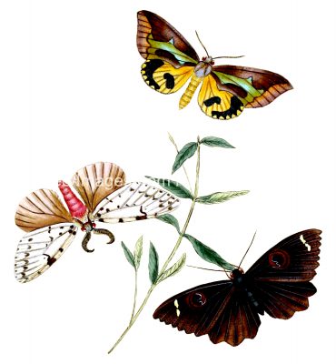 Drawings Of Butterflies On Flowers 11