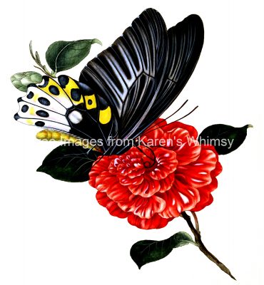 Drawings Of Butterflies On Flowers 18