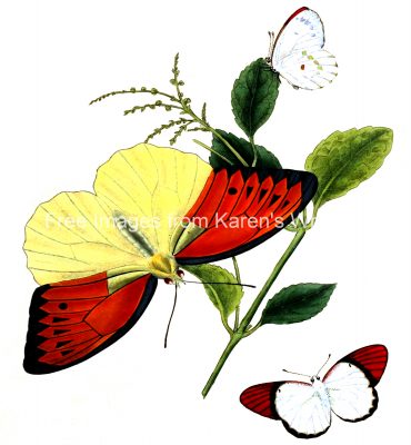 Drawings Of Butterflies On Flowers 2