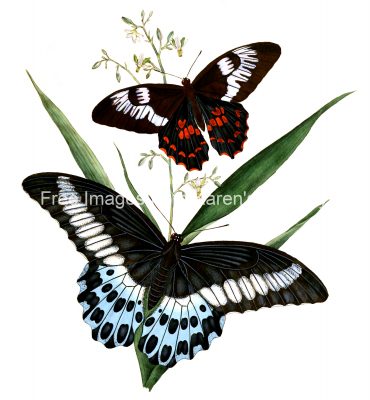 Drawings Of Butterflies On Flowers 20