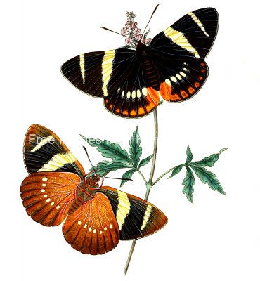 Drawings Of Butterflies On Flowers 21