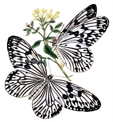 Drawings Of Butterflies On Flowers 22
