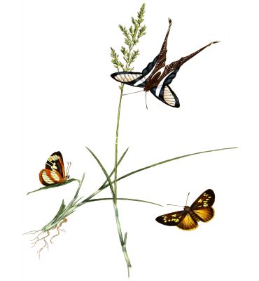 Drawings Of Butterflies On Flowers 24