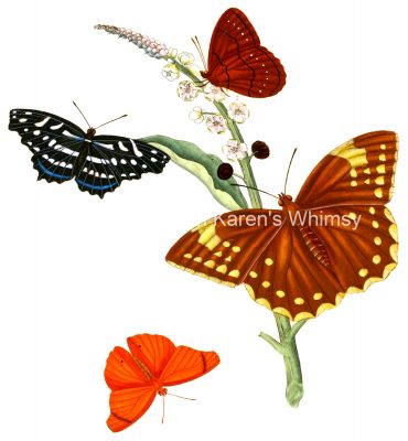 Drawings Of Butterflies On Flowers 5