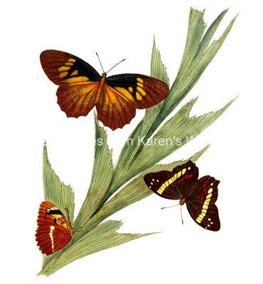 Drawings Of Butterflies On Flowers 6