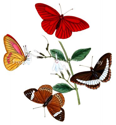 Drawings Of Butterflies On Flowers 7