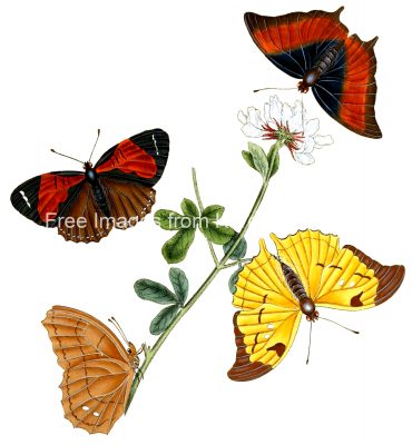 Drawings Of Butterflies On Flowers 8