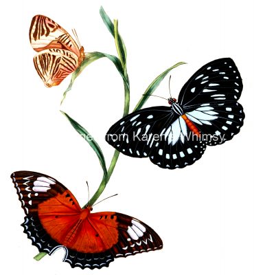 Drawings Of Butterflies On Flowers 9