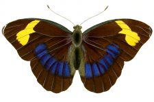 Butterfly Clip Art 1