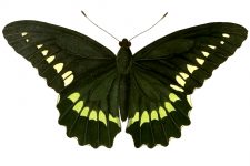 Butterfly Clip Art 10