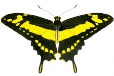 Butterfly Clip Art 11